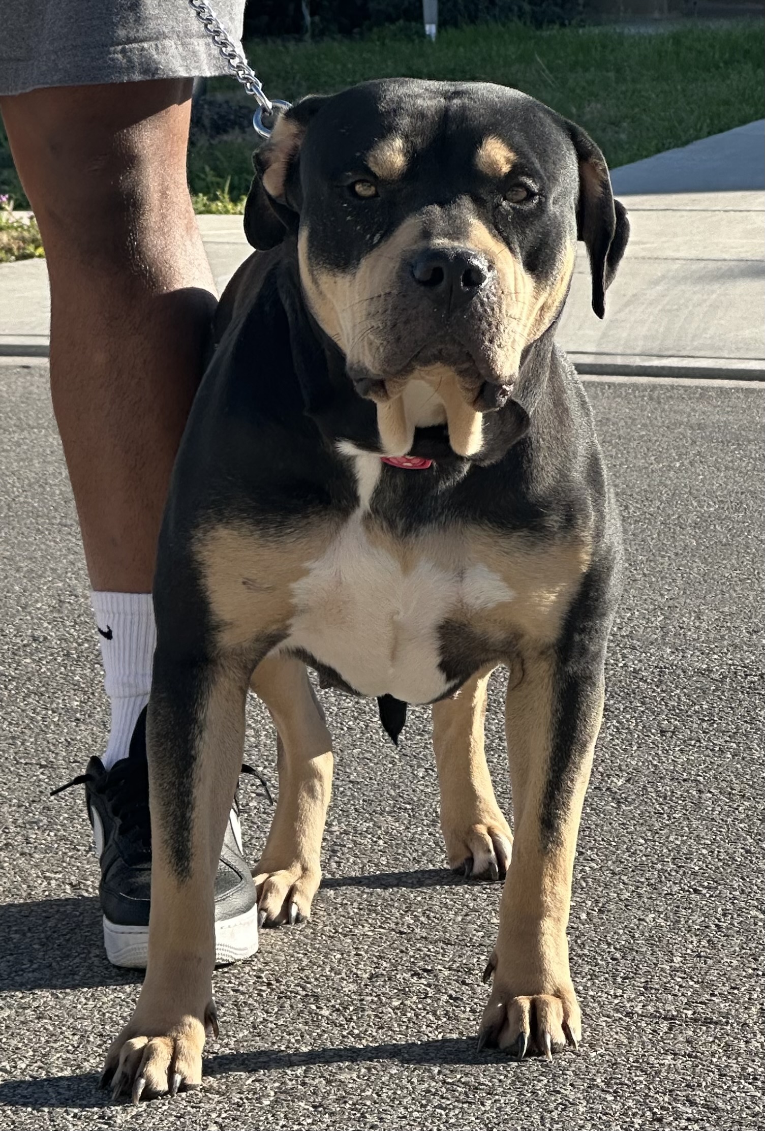 Dog Featured Image