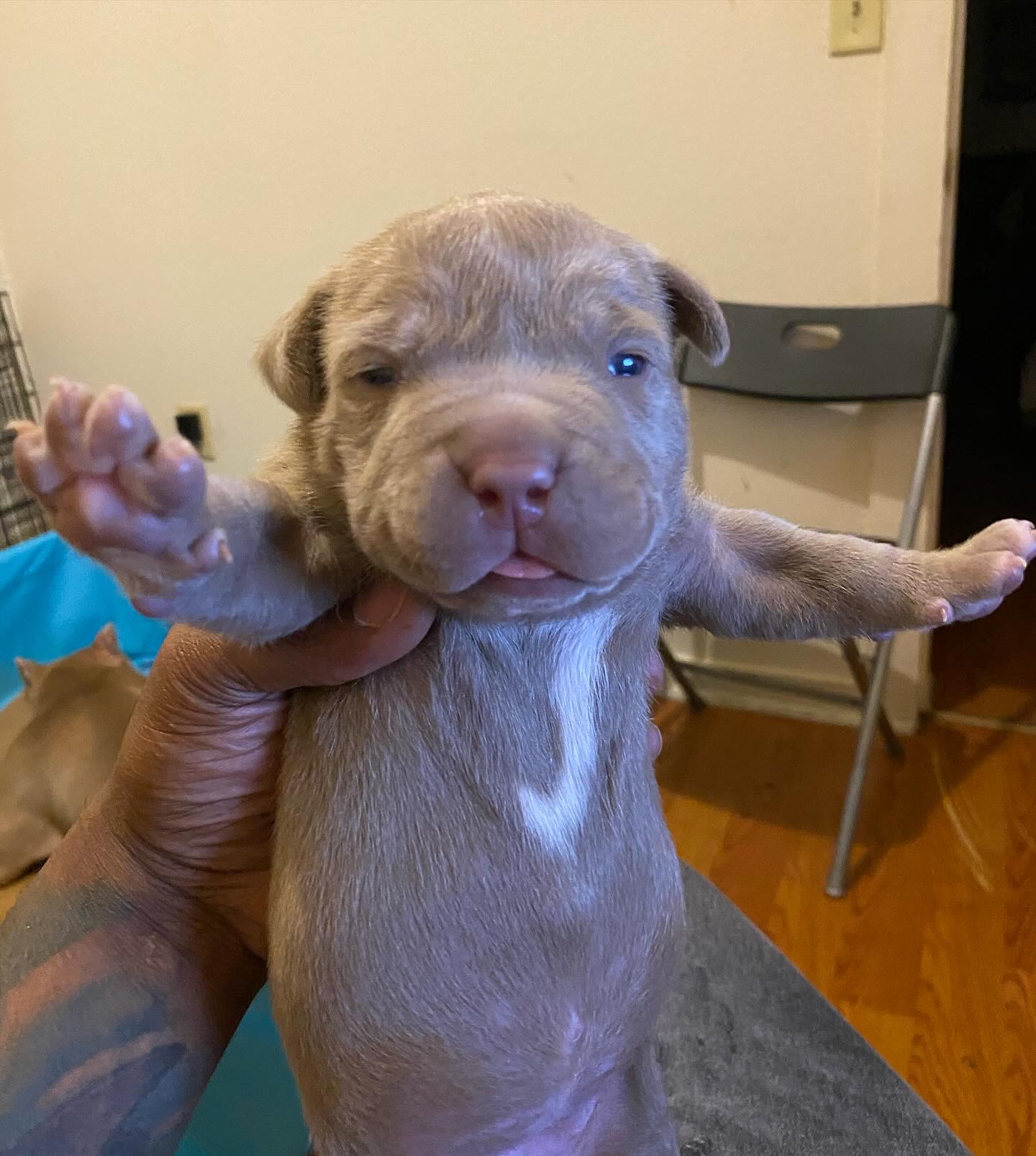 Dog Featured Image