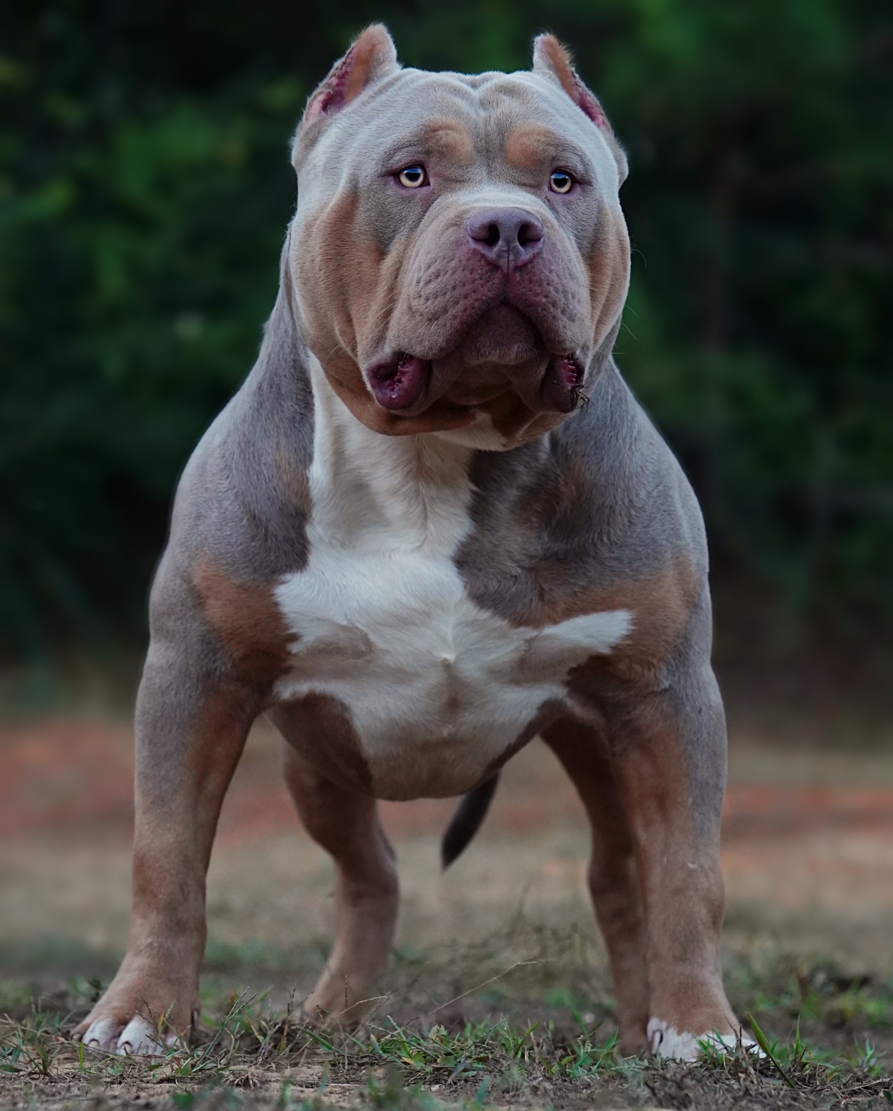 Dog Featured Image