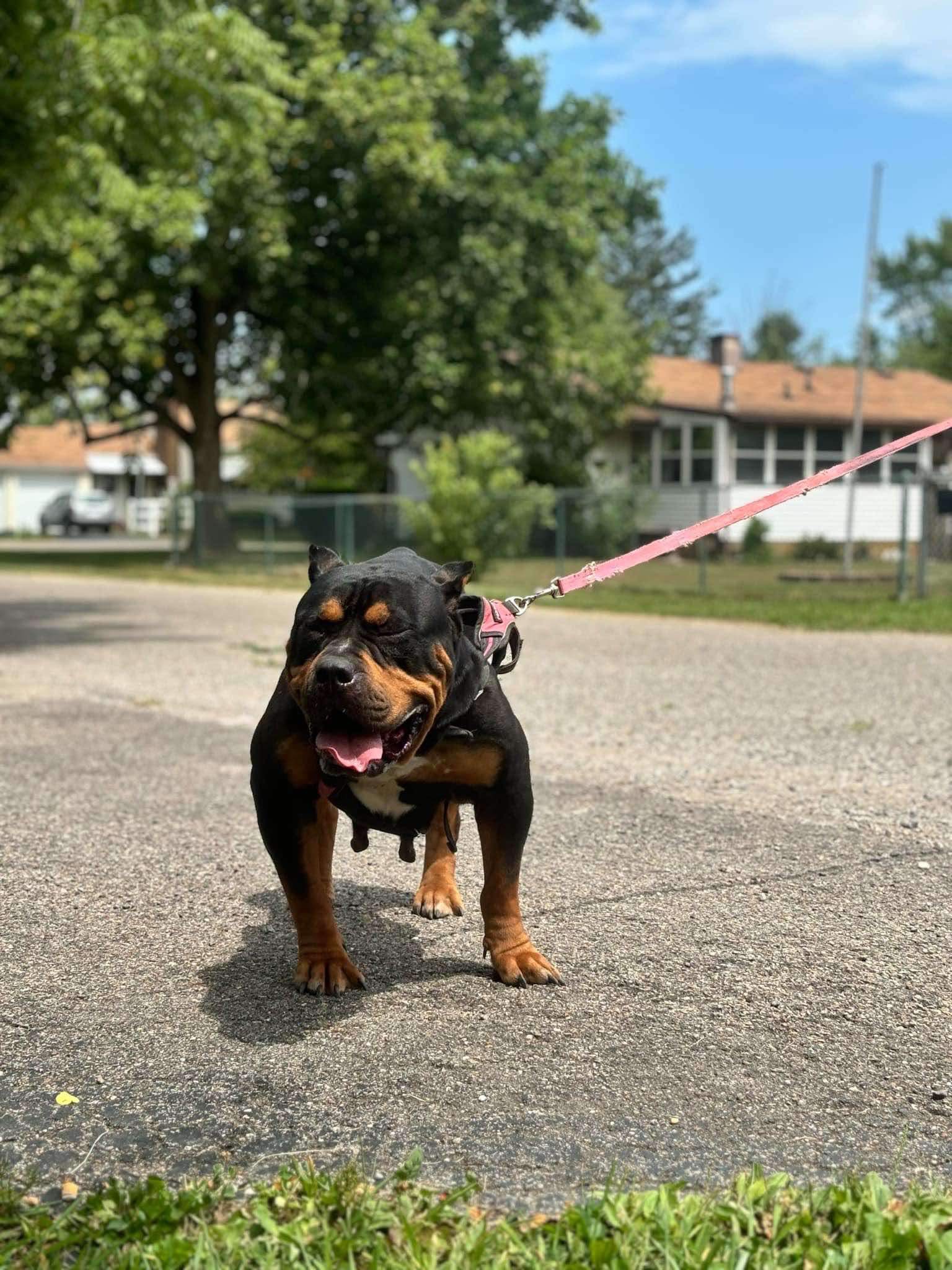 Dog Featured Image