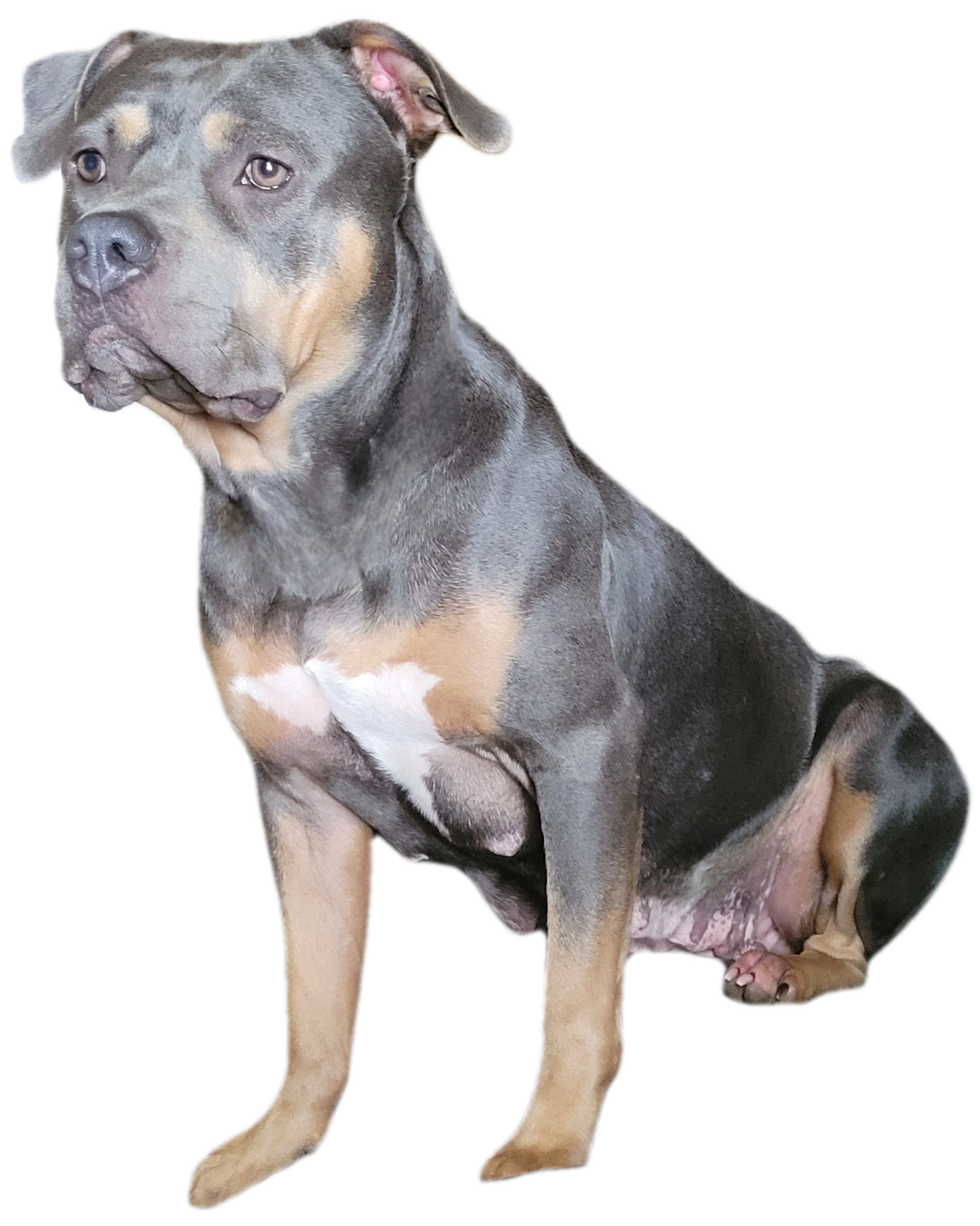 Dog Featured Image