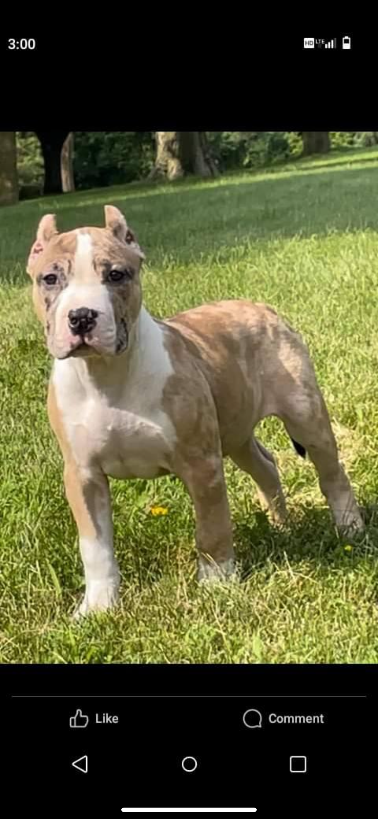 Dog Featured Image