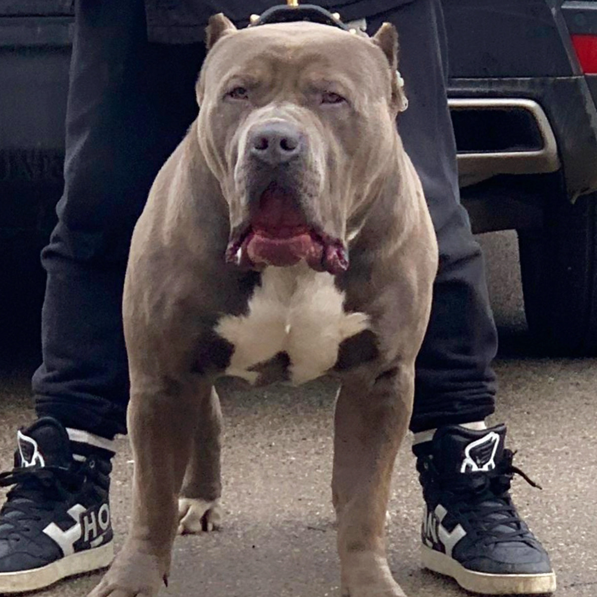 Dog Featured Image