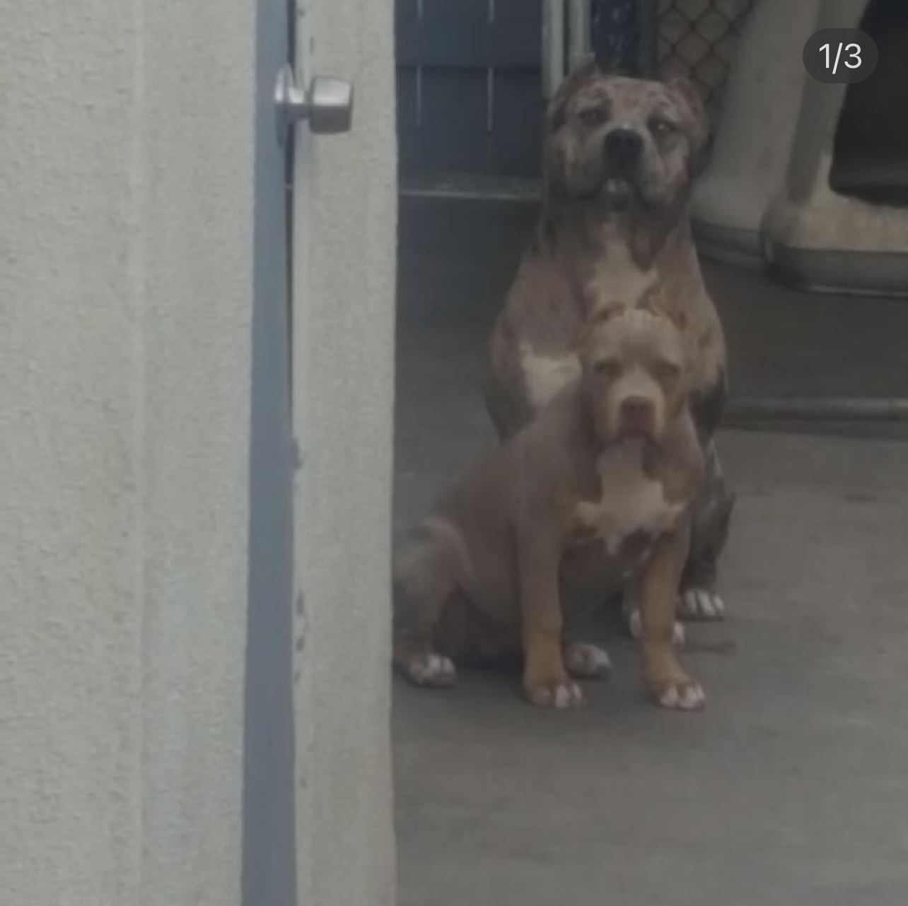 Dog Featured Image