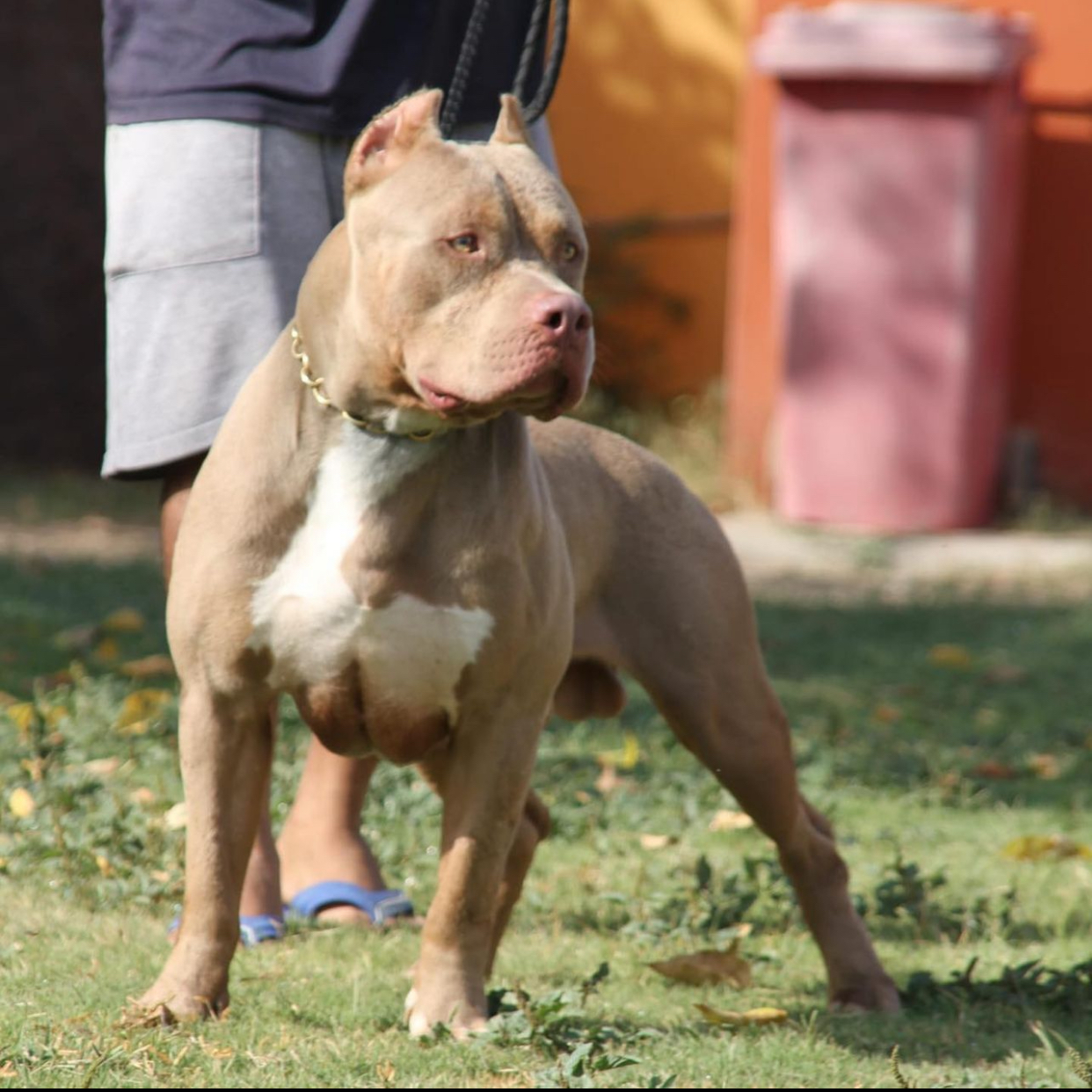 Dog Featured Image