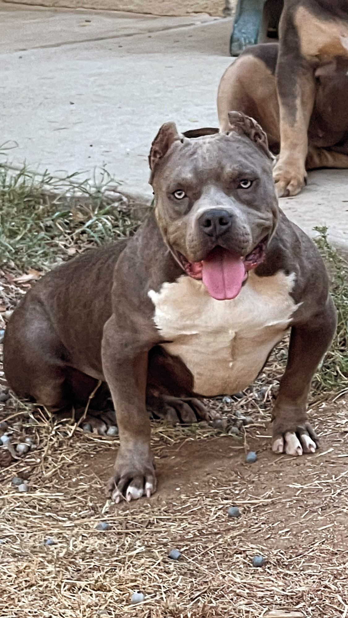Dog Featured Image