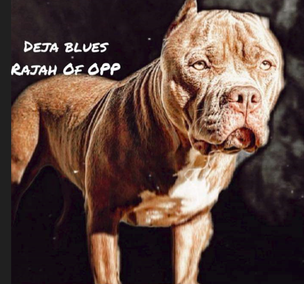 Dog Featured Image