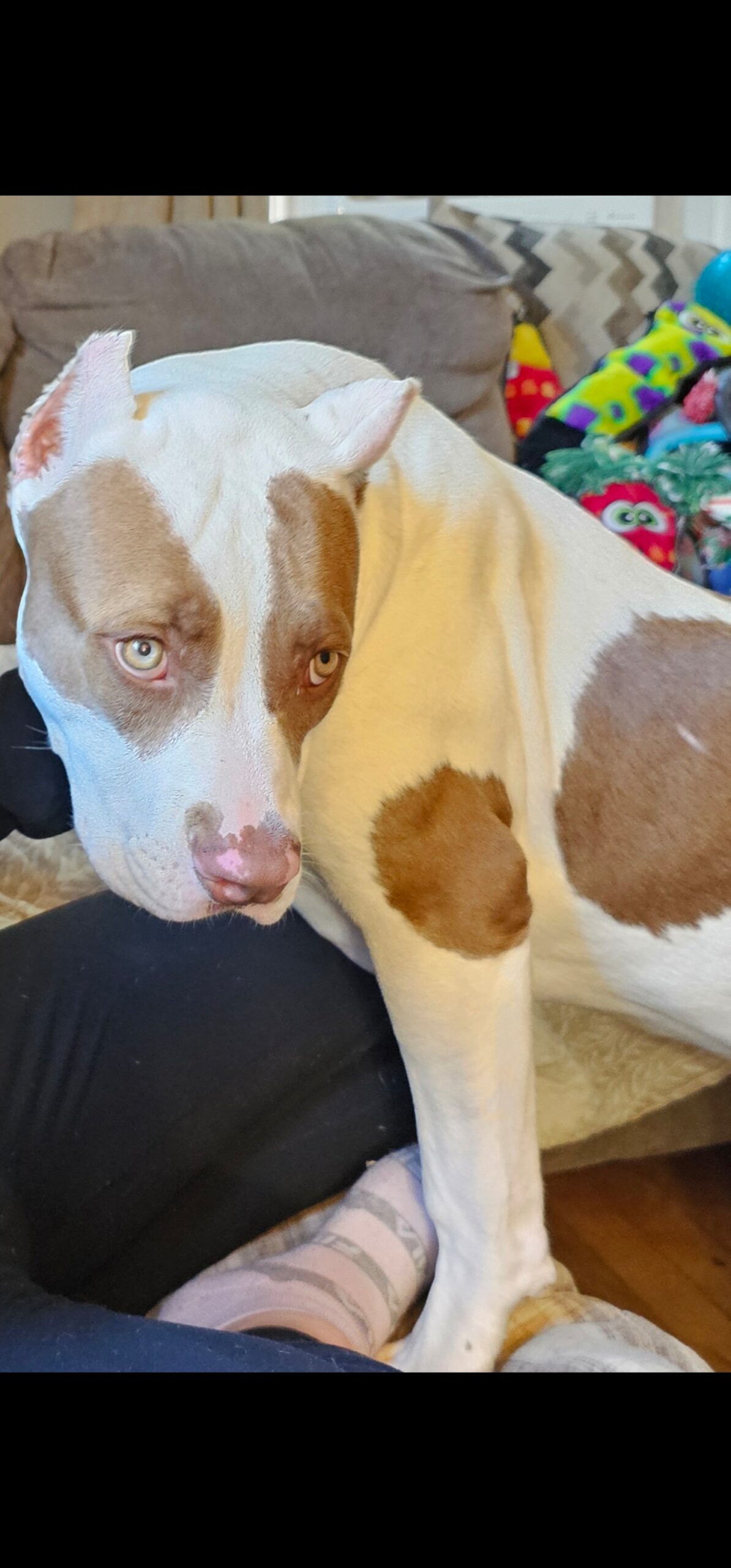 Dog Featured Image