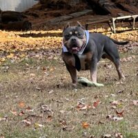Dog Featured Image