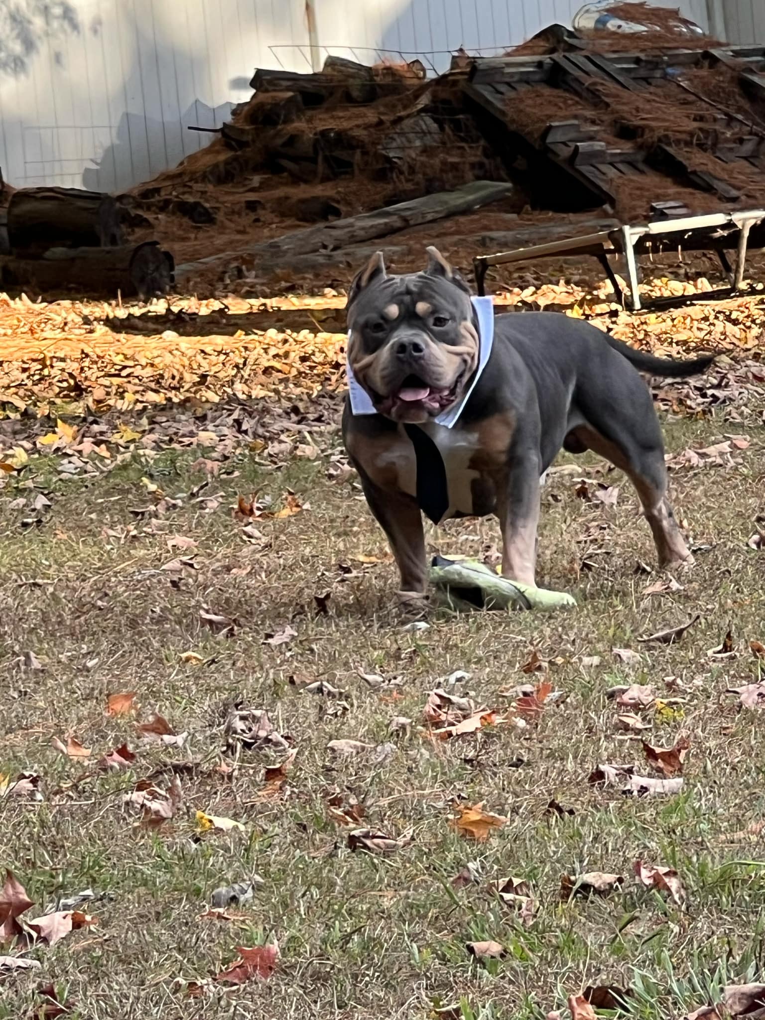 Dog Featured Image