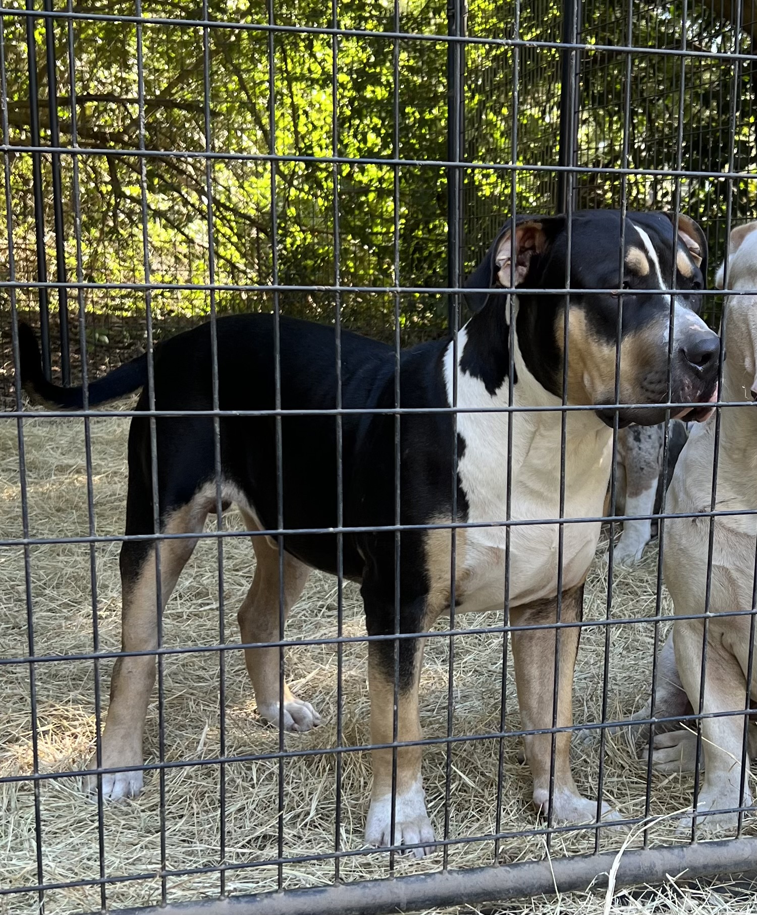 Dog Featured Image