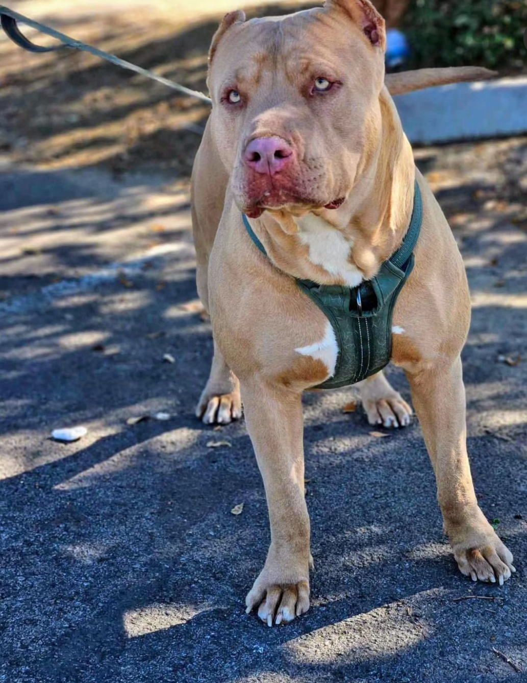 Dog Featured Image