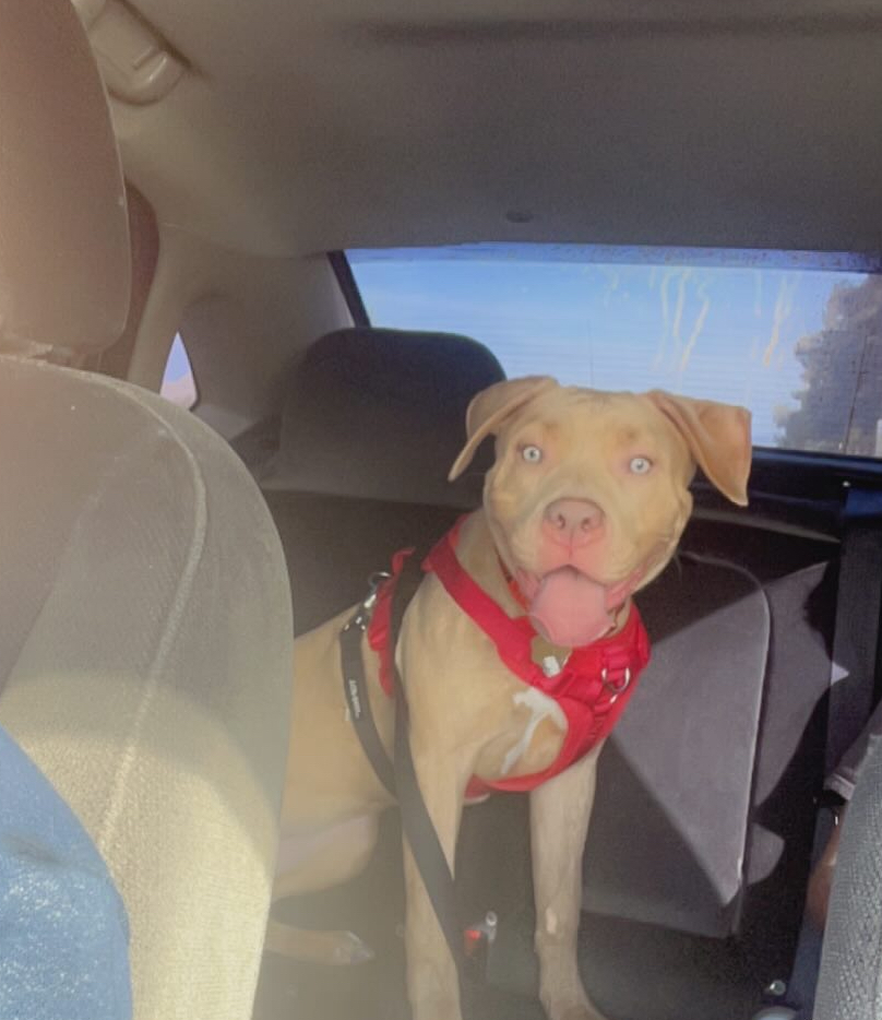 Dog Featured Image