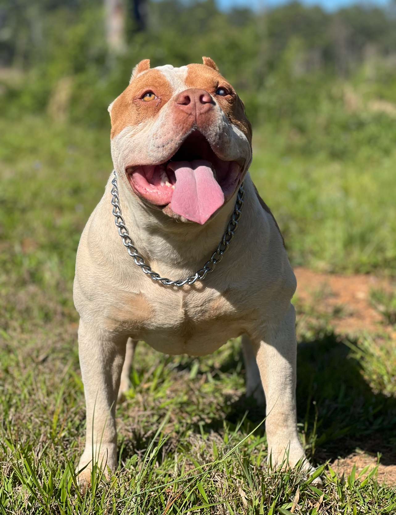 Dog Featured Image