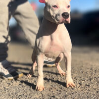 Dog Featured Image