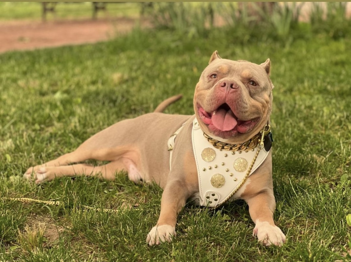 Dog Featured Image