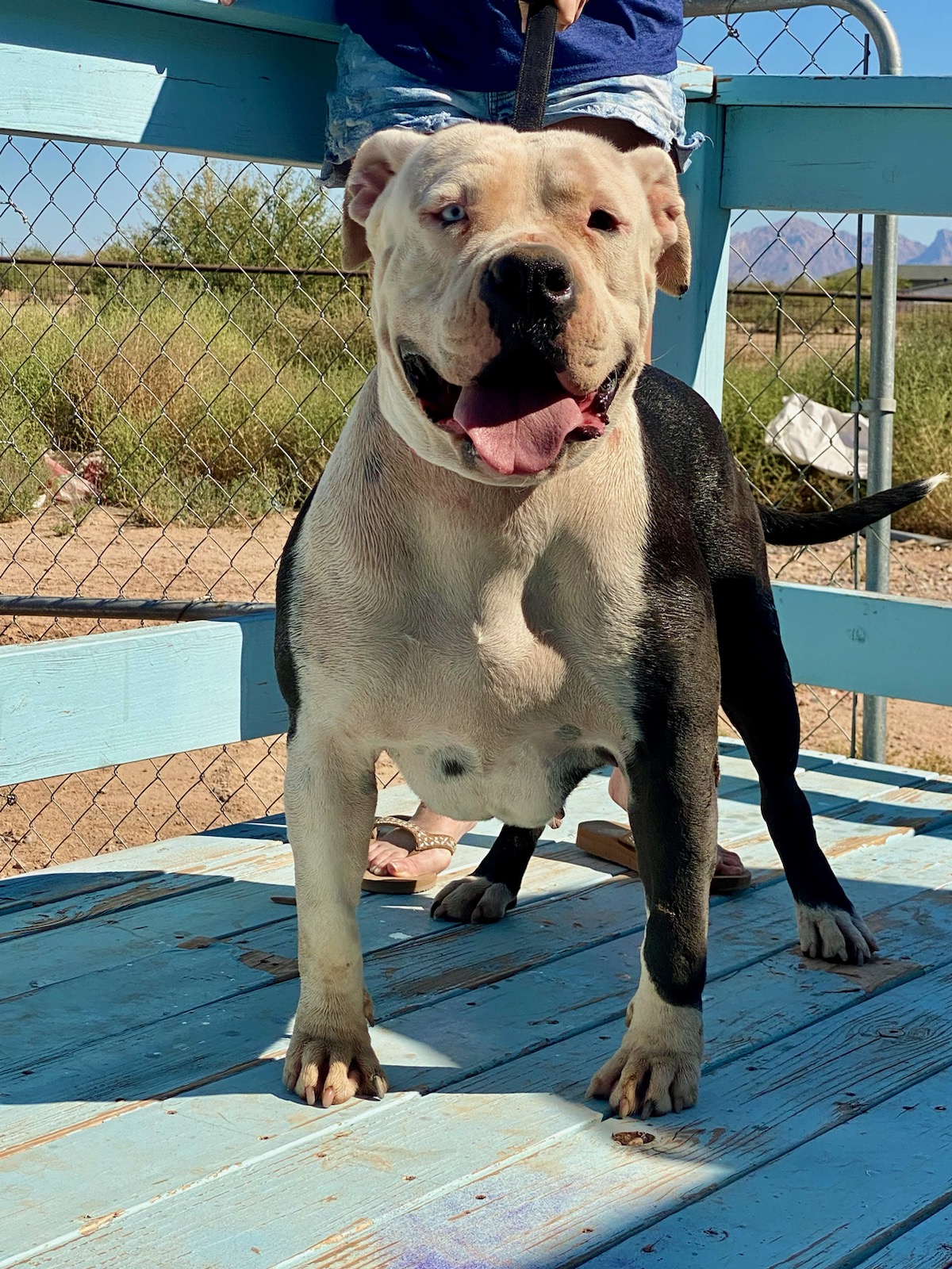 Dog Featured Image