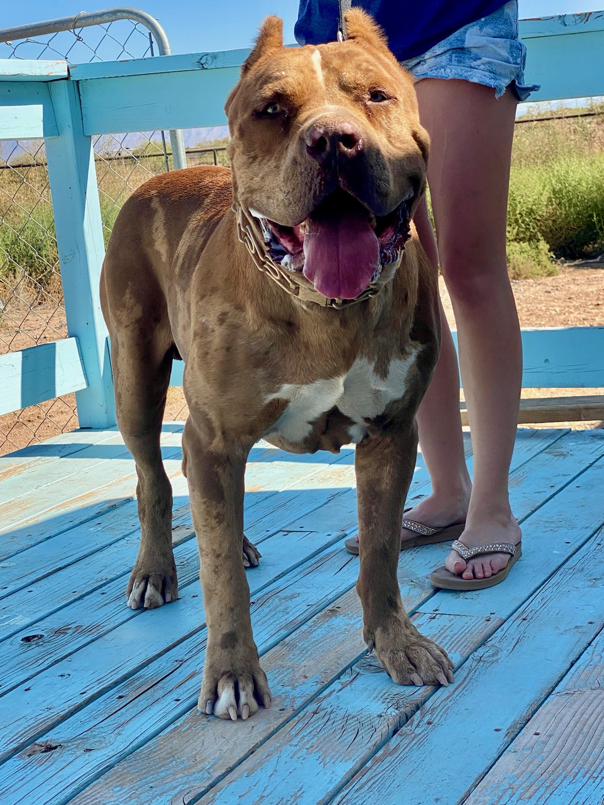 Dog Featured Image