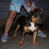 Dog Featured Image