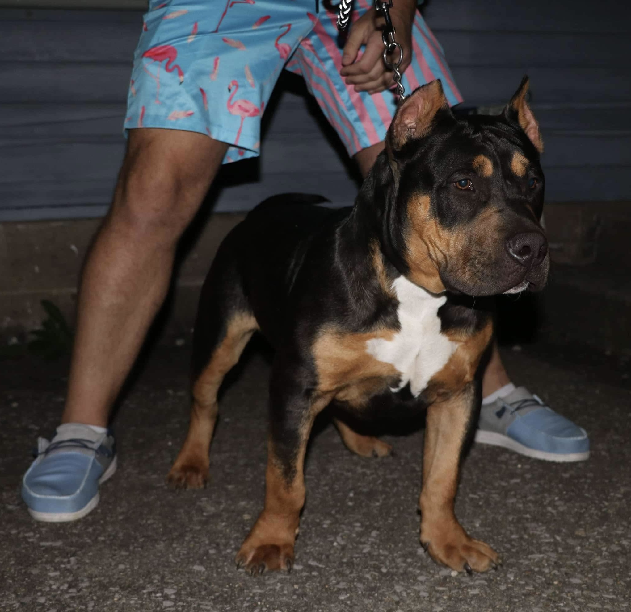 Dog Featured Image