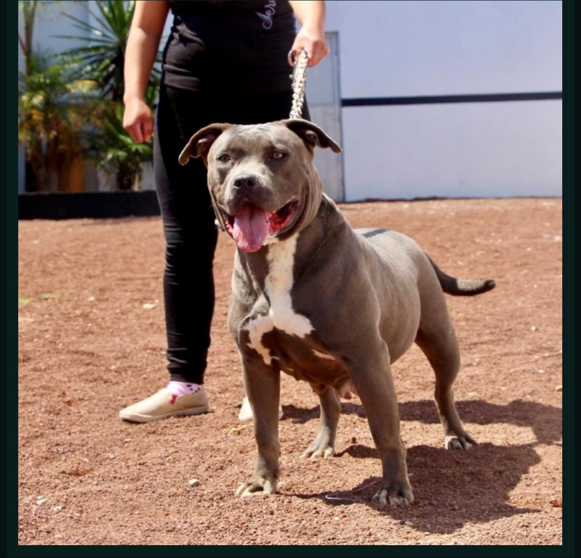 Dog Featured Image