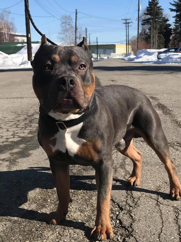 Dog Featured Image
