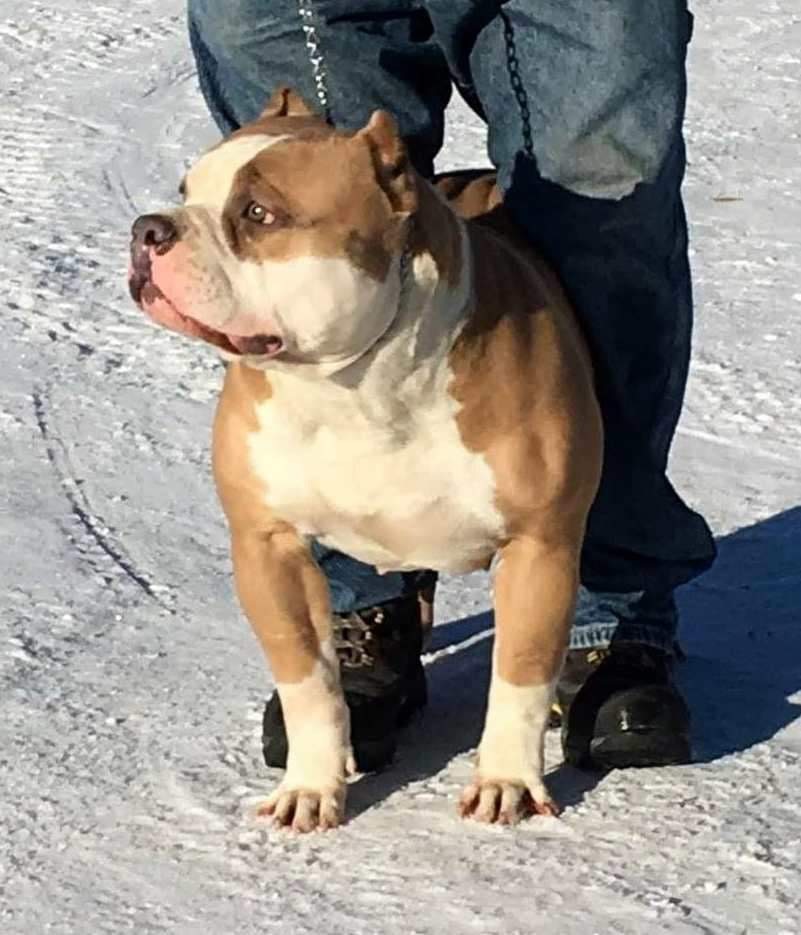 Dog Featured Image