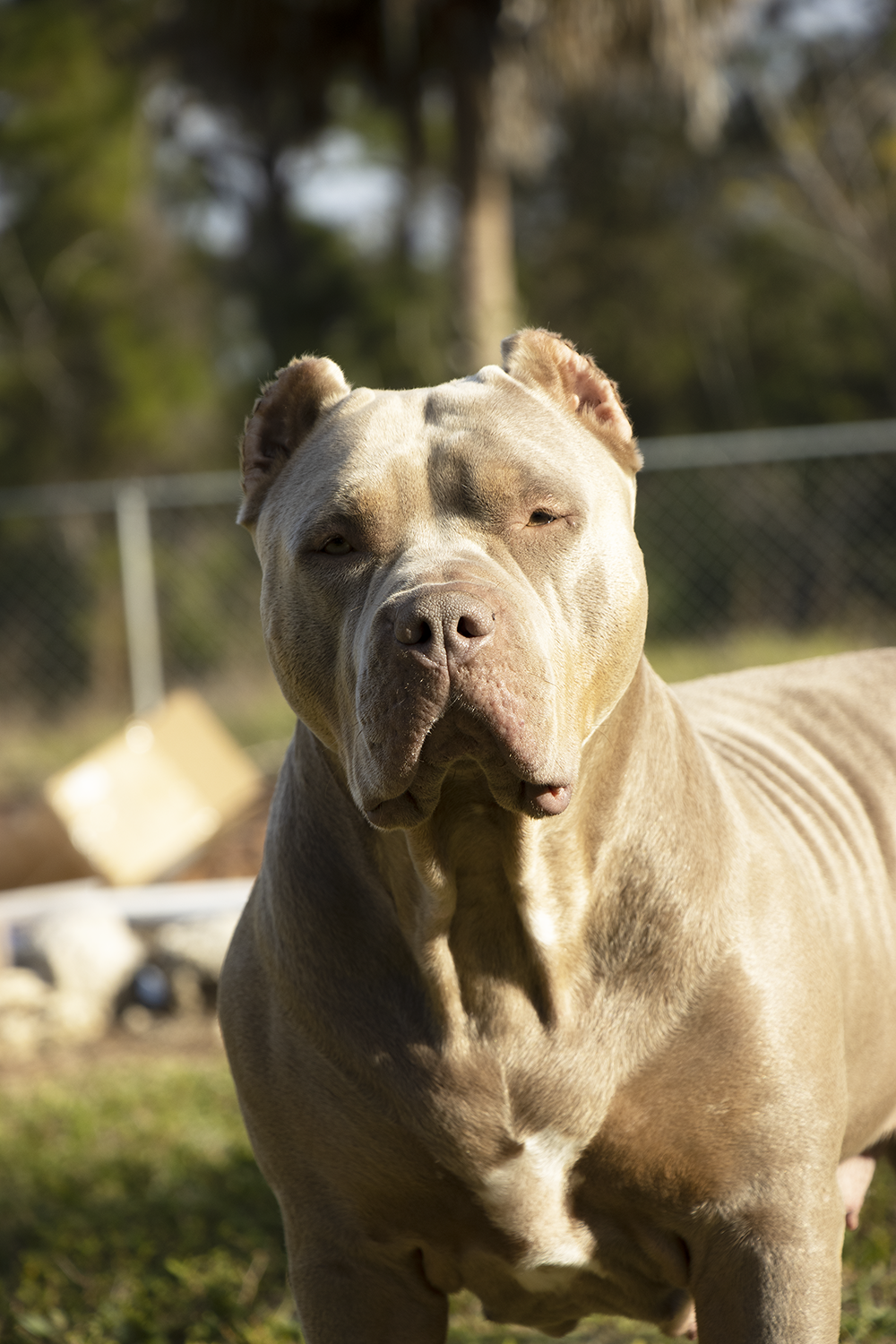 Dog Featured Image
