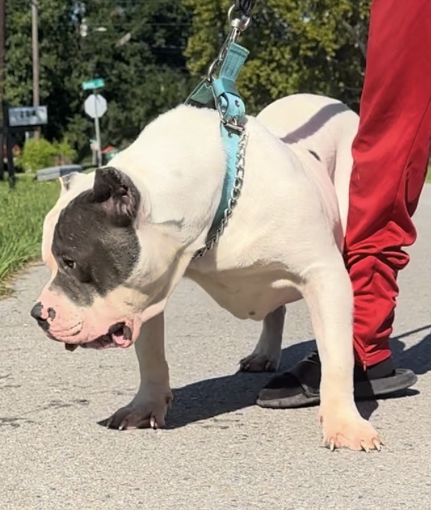 Dog Featured Image