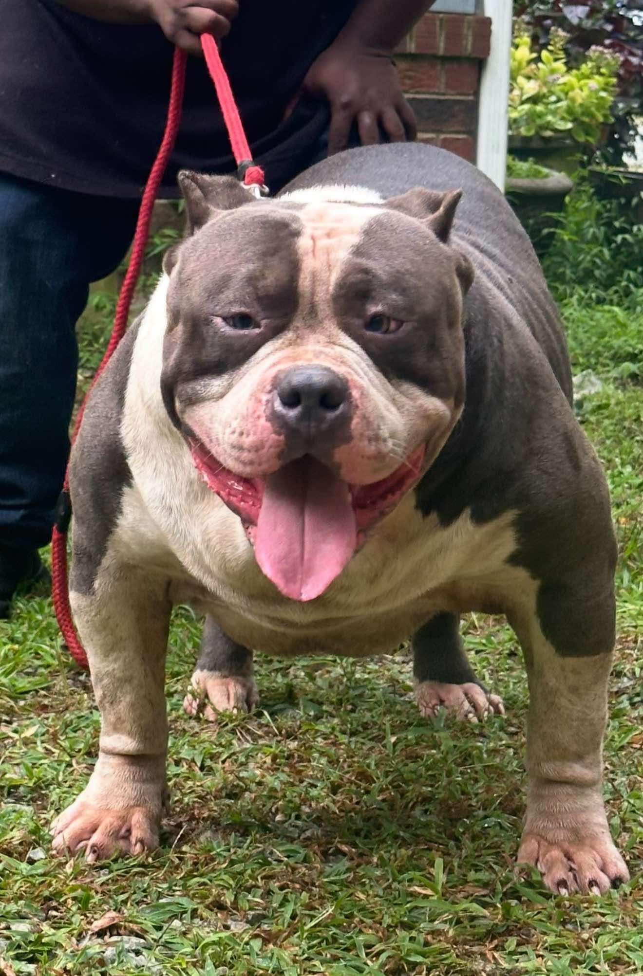 Dog Featured Image