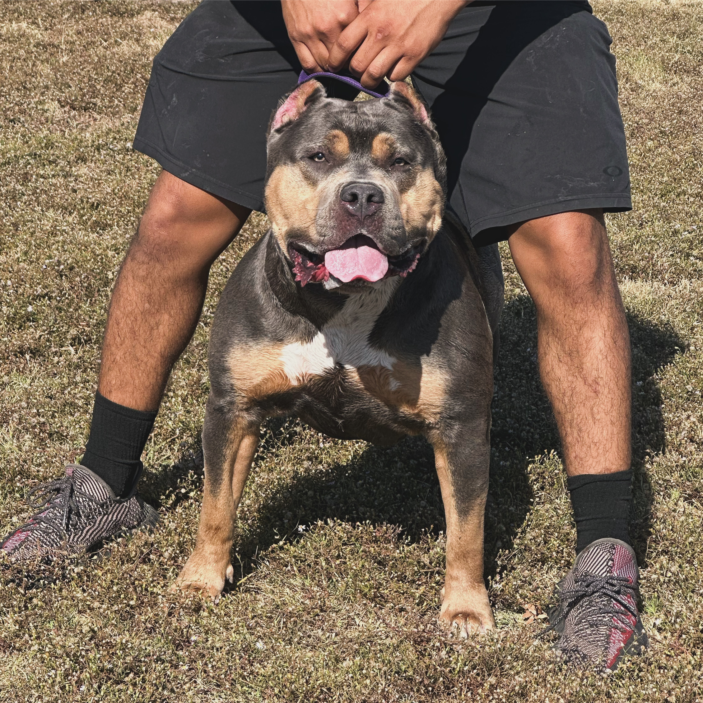 Dog Featured Image