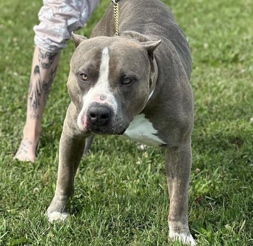 Dog Featured Image