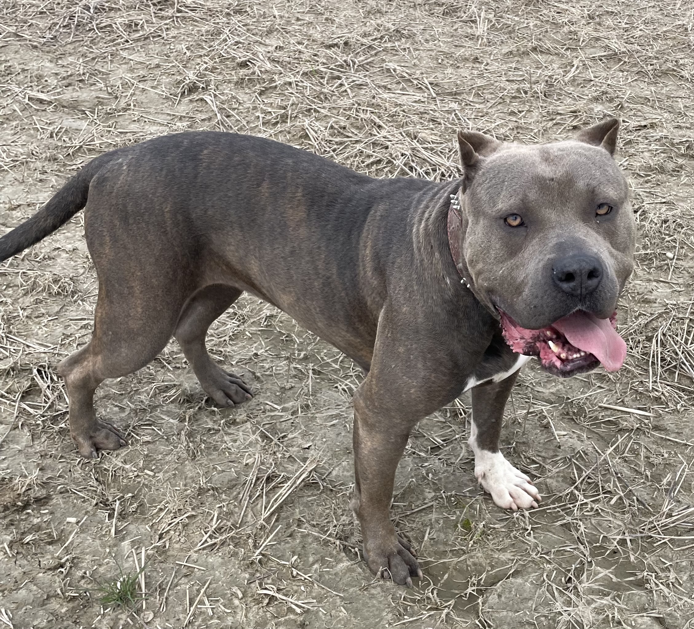 Dog Featured Image