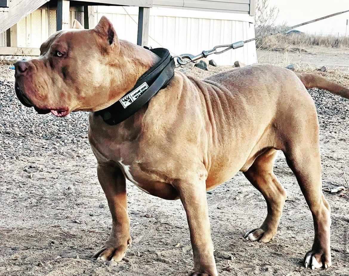 Dog Featured Image