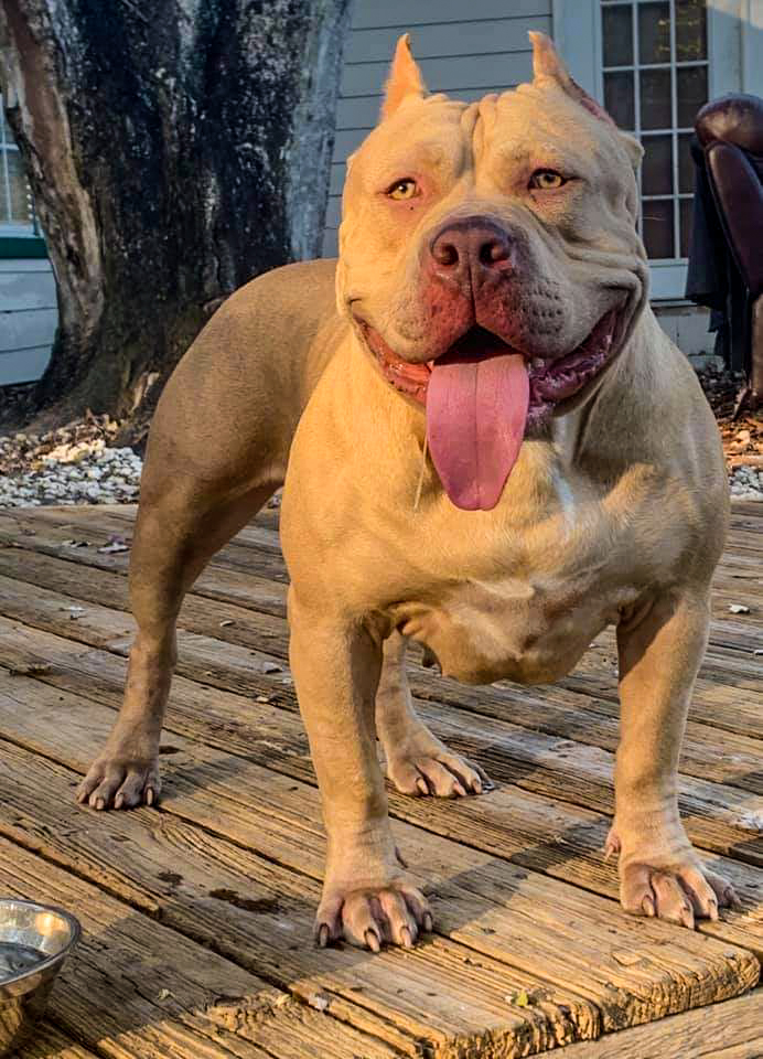 Dog Featured Image