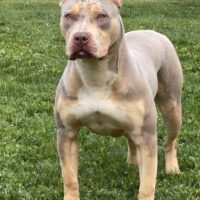 Dog Featured Image