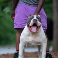 Dog Featured Image