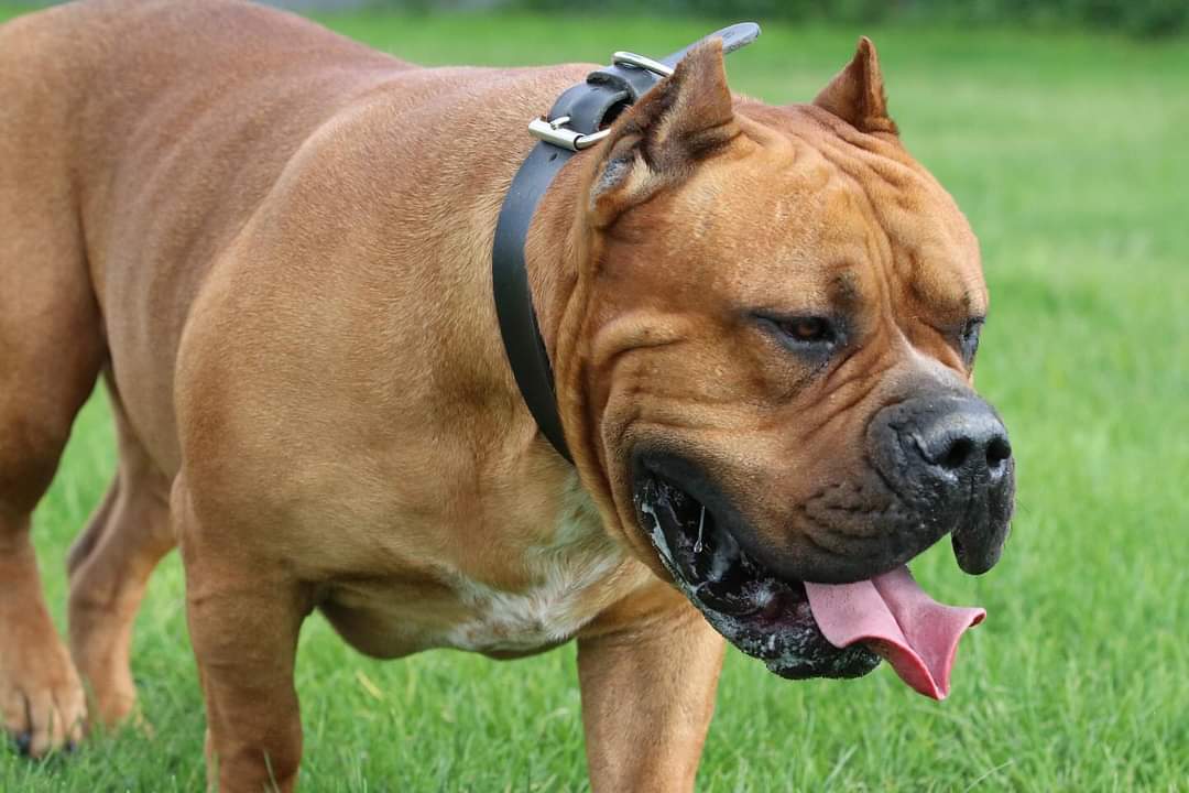 Dog Featured Image