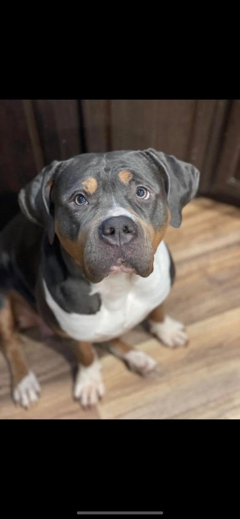 Dog Featured Image