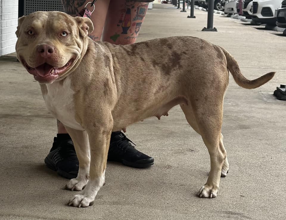 Dog Featured Image