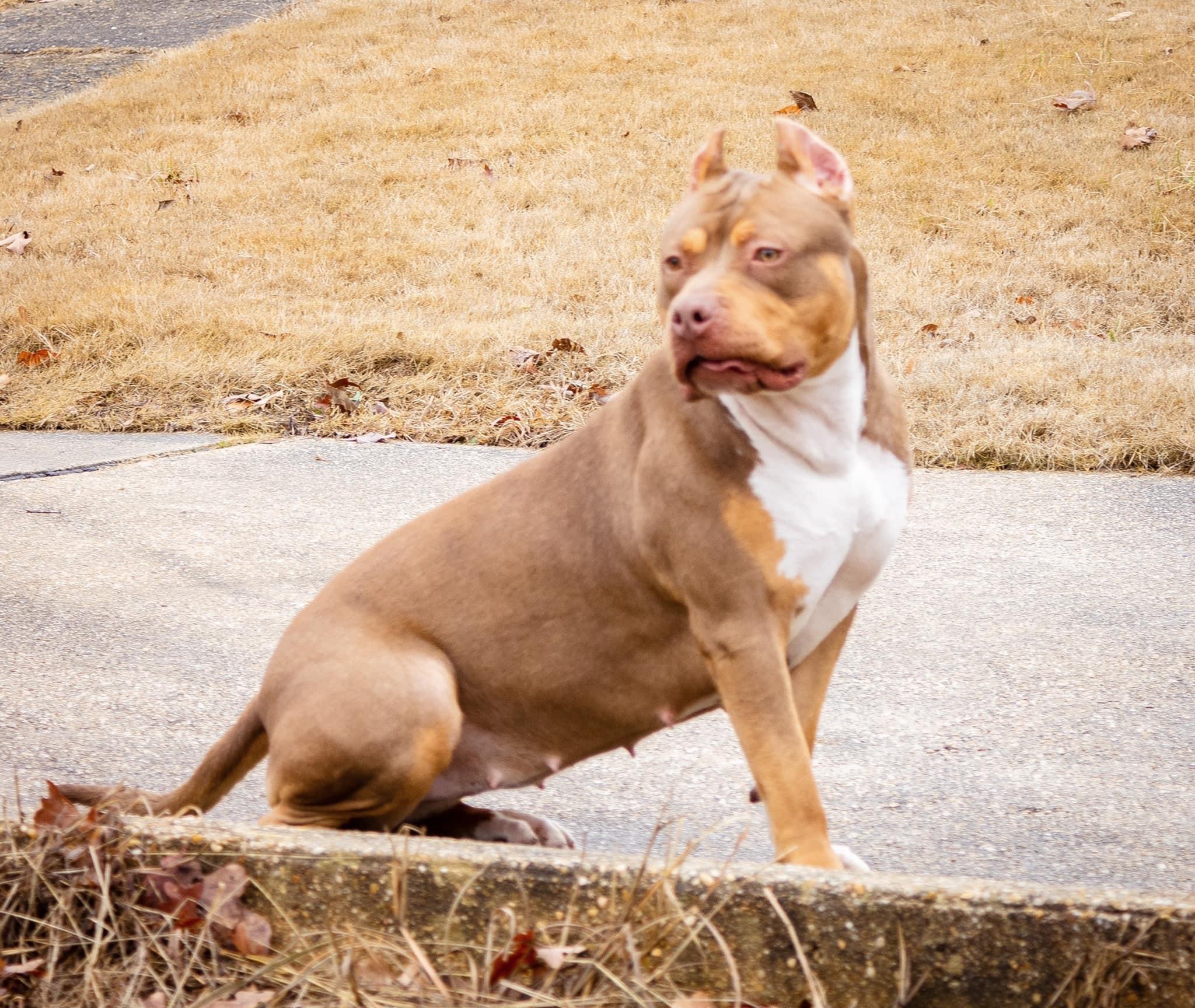 Dog Featured Image