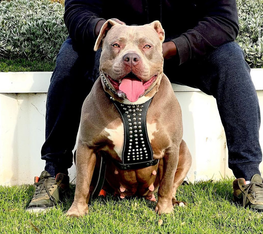Dog Featured Image