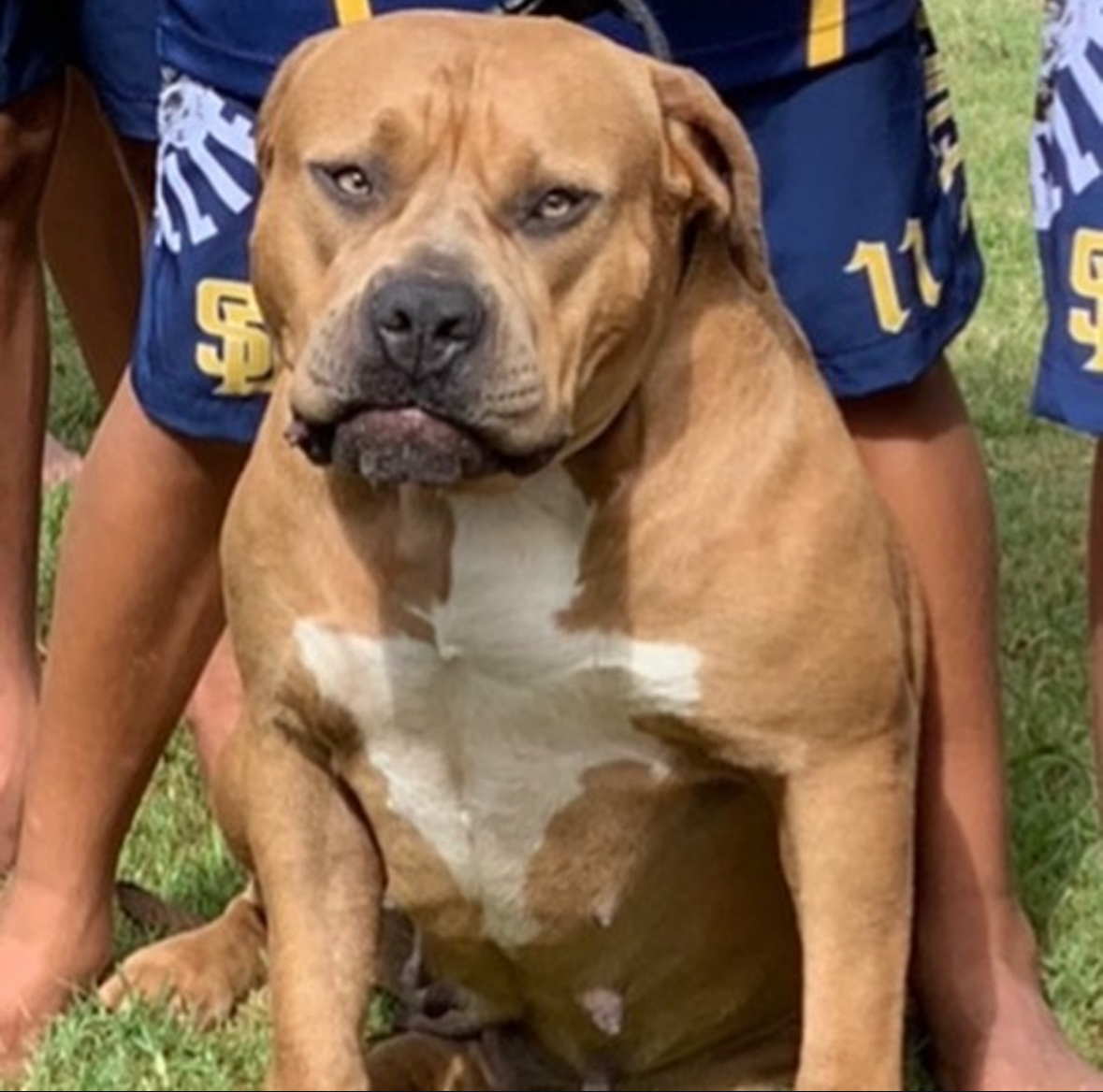 Dog Featured Image
