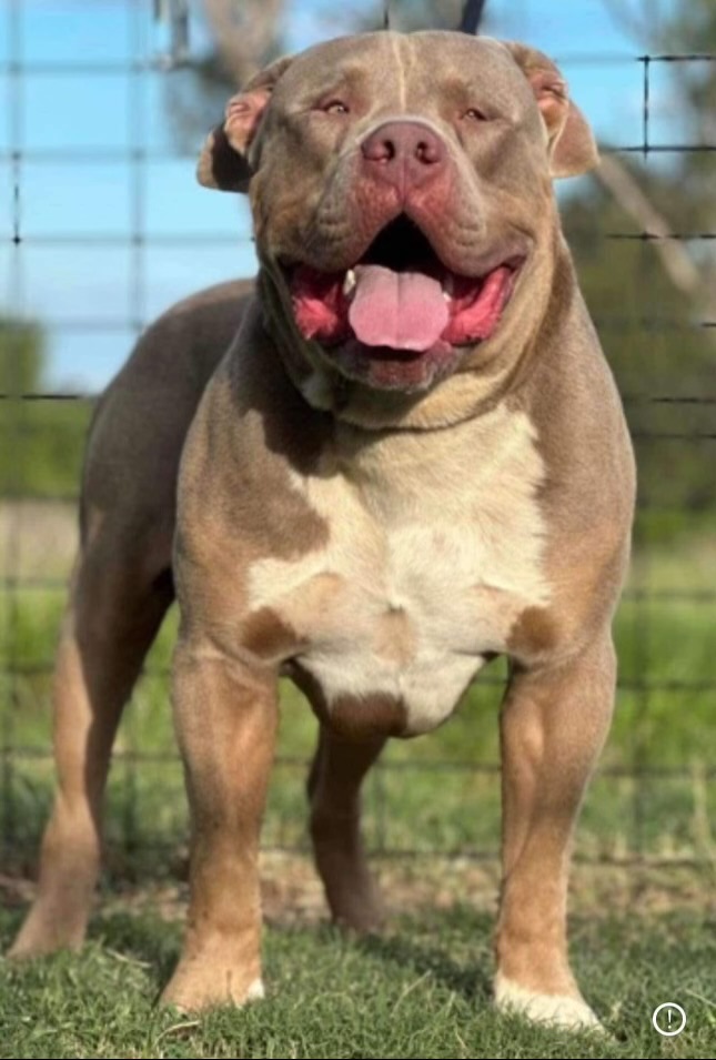 Dog Featured Image