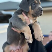 Dog Featured Image