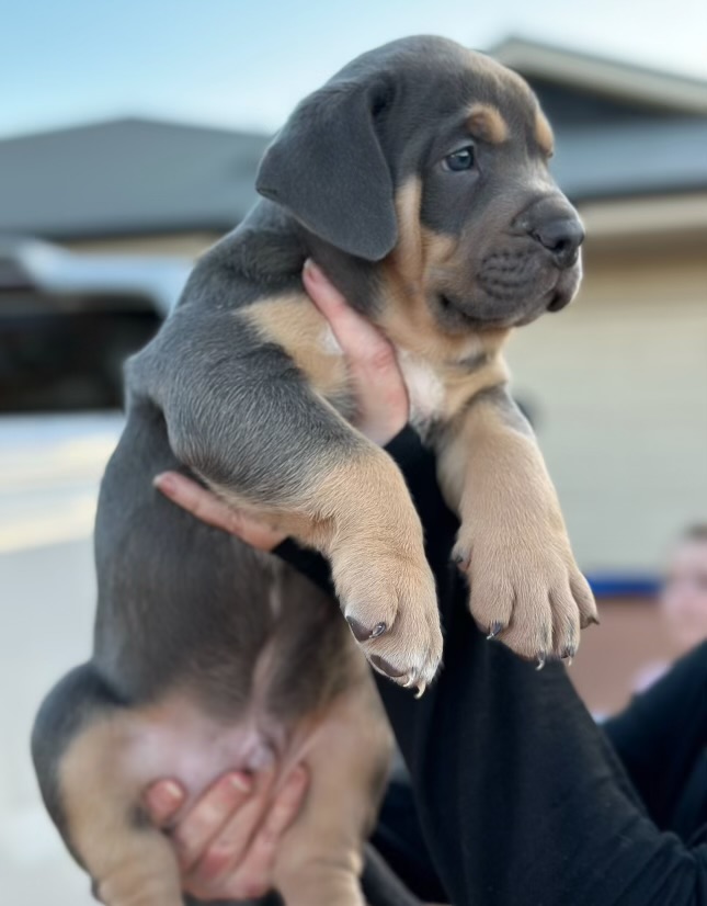 Dog Featured Image