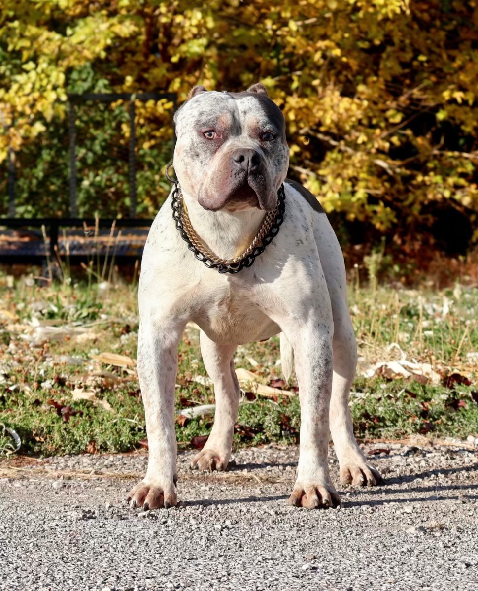 Dog Featured Image