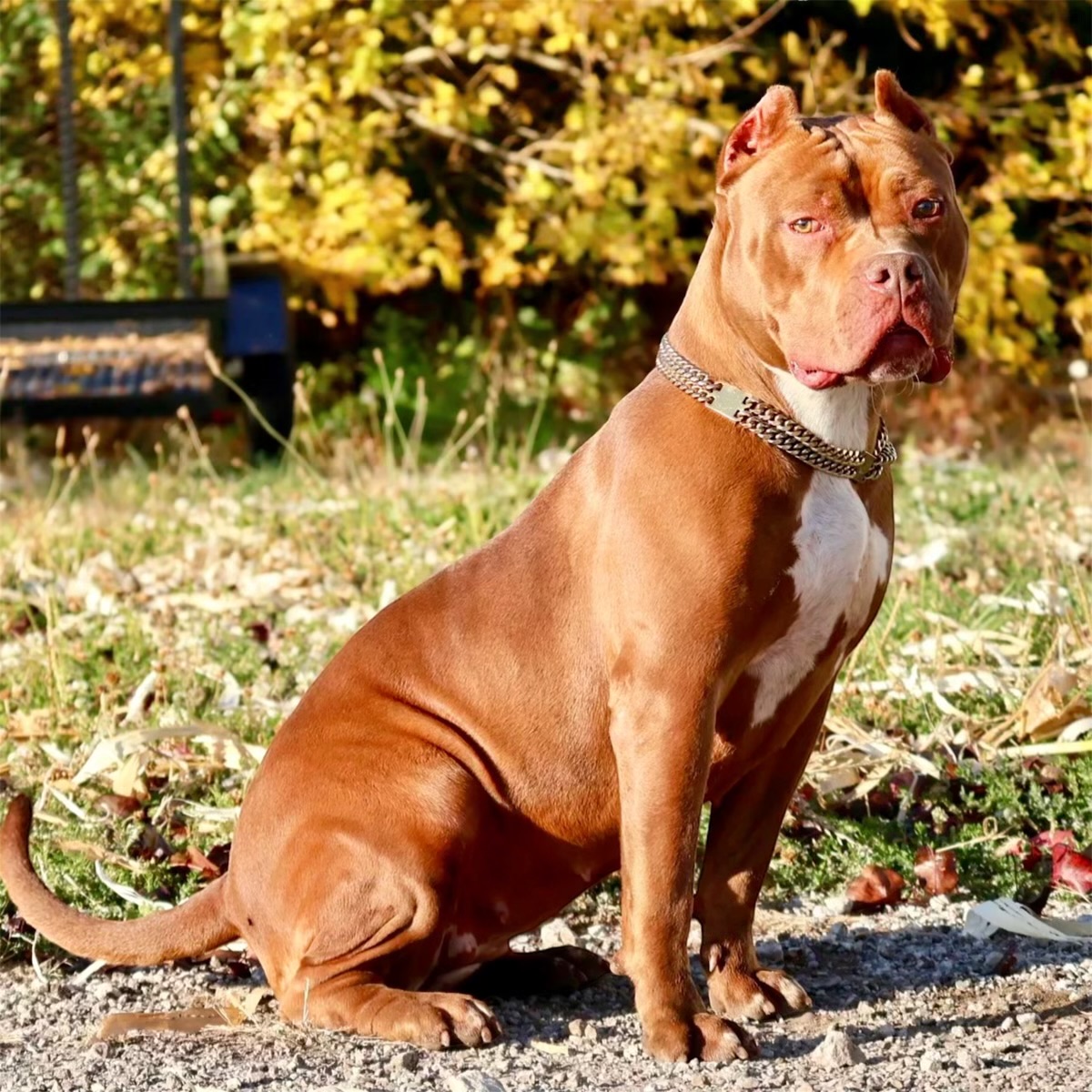 Dog Featured Image