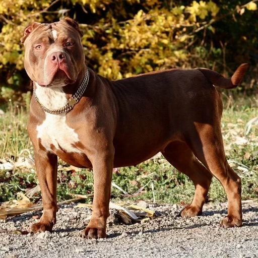 Dog Featured Image