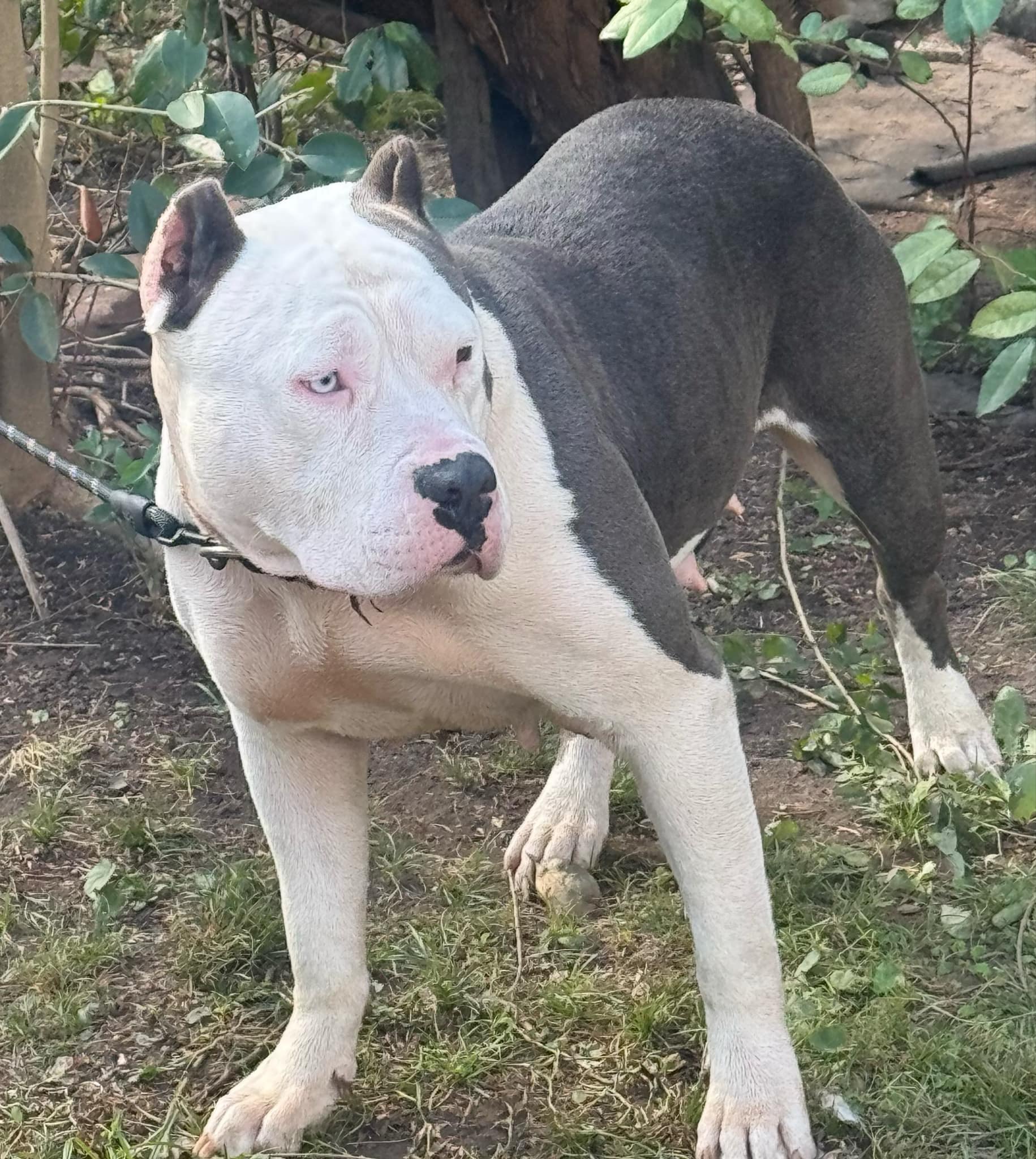 Dog Featured Image